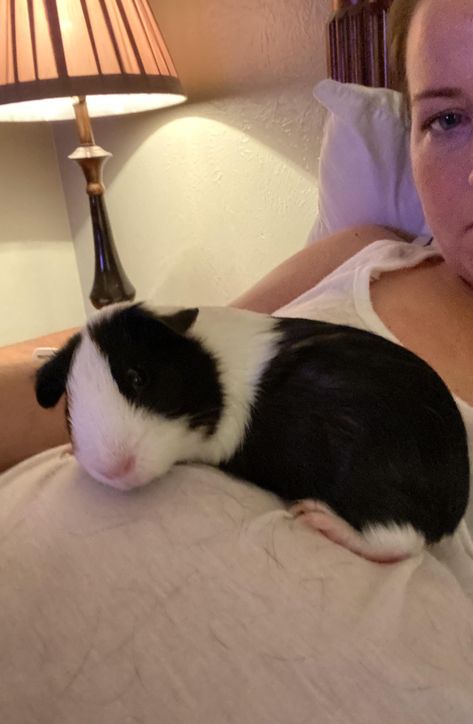 Ginny Pigs Cute, Ginny Pig Cages Ideas, Guinea Pigs Aesthetic, Ginnie Pigs, Ginny Pigs, Guinea Pig Cage Ideas, Guine Pig, Guinea Pig Breeding, Pig Pet