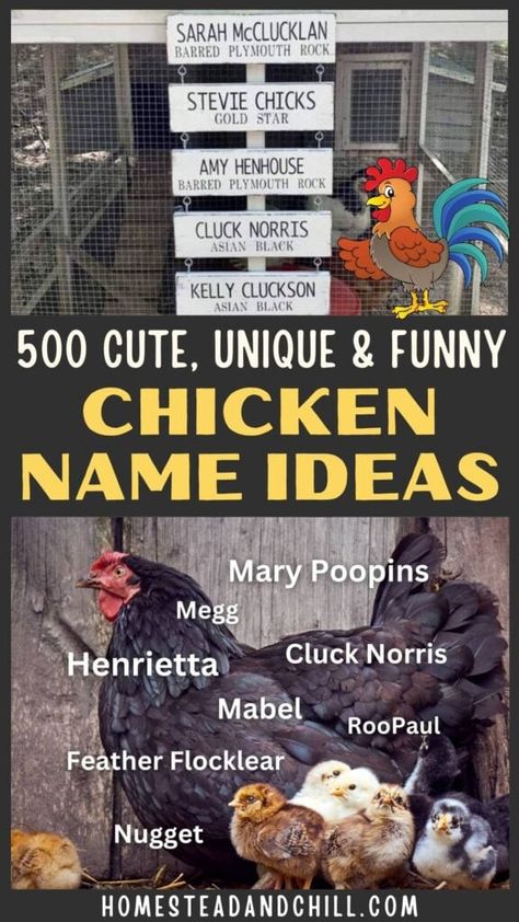 Chicken Compost, Good Chicken Names, Earthy Girl Names, Chicken Composting, Rooster Names, Themed Names, Puns Cute, Girl Names Unique