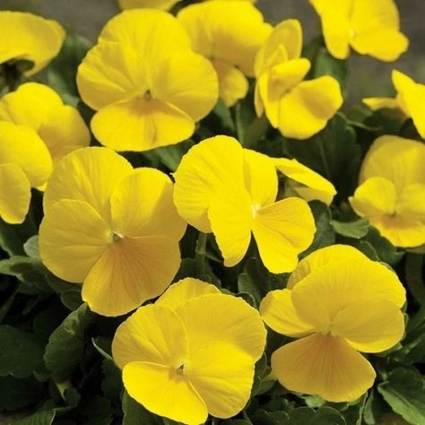 Viola Clear Crystals Yellow Yellow Perennials, Yellow Pansy, Pansy Flower, Flower Yellow, Fast Growing Plants, Pansies Flowers, Plant Spacing, Violet Flower, Edible Plants