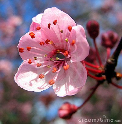 Peach Flower - Download From Over 49 Million High Quality Stock Photos, Images, Vectors. Sign up for FREE today. Image: 7252231 Usa Quilt, Peach Blossom Flower, State Flowers, Apricot Blossom, Delaware State, Flower Symbol, Peach Tree, Peach Blossom, Peach Trees