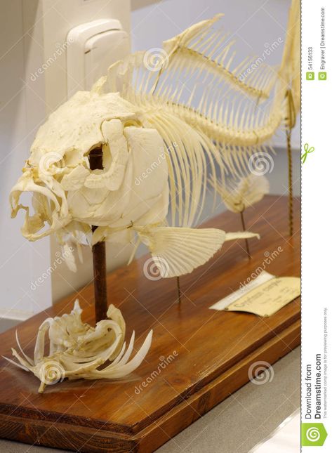 Carp skeleton stock image. Image of skull, european, vertebral - 54156133 Skeleton Animals, Fish Anatomy, Skeleton Fish, Koi Carp, Anatomy For Artists, Carp, Goldfish, Koi, Anatomy