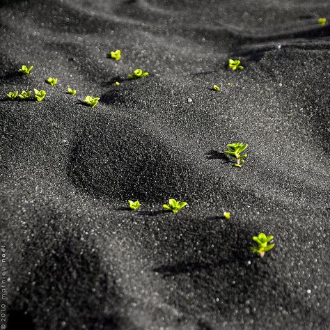 Iceland - Black Sand  © mathieu noël  www.mathsphotoblo... Maui Black Sand Beach, Black Sand Beach Hawaii, Iceland Island, Beach Model, Black Sand Beach, Beach Wallpaper, Black Sand, Sand Castle, Natural Phenomena