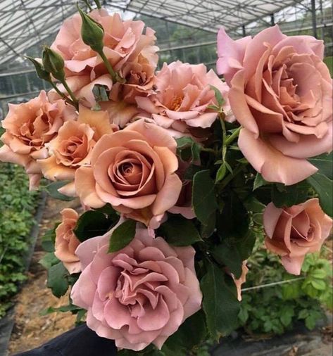 Coco Loco Rose, Koko Loco Rose, Koko Loko Rose, Taupe Roses, Garden Goals, Garden Rose, Beautiful Coffee, Garden Roses, Flower Farm