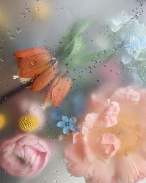 Photo shared by NoOART on January 30, 2021 tagging @flowers_esthetique. May be a closeup of 1 person and flower. Pressed Botanicals, Spring Equinox, Spring Colors, Flower Wallpaper, Flower Power, Fondos De Pantalla, Mood Board, Iphone Wallpaper, Web Design