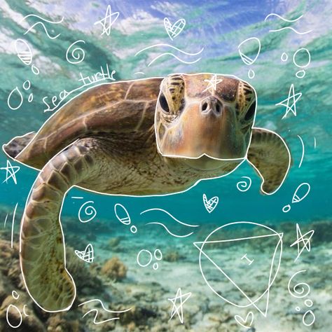 Marine Biology Pfp, Pfp Ocean, Turtle Pfp, Animales Aesthetic, Ocean Pfp, Water Core, Ocean Icons, Cool Sea Creatures, Therian Pfp