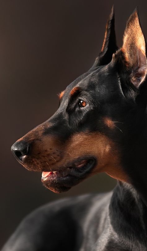 Black Doberman Aesthetic, Doberman Pinscher Aesthetic, Dobermann Aesthetic, Perro Doberman Pinscher, Doberman Aesthetic, Brown Doberman, Doberman Pinscher Dog, Scary Dogs, Dangerous Dogs