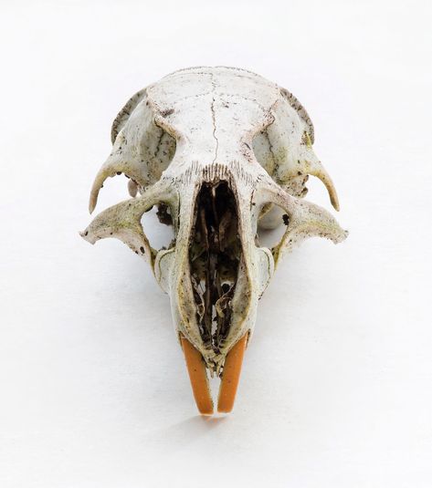 rat skull Rat Skull, Human Animal, Vulture Culture, Animal Skulls, Rats, Art Reference, Human, Animals, Clothes