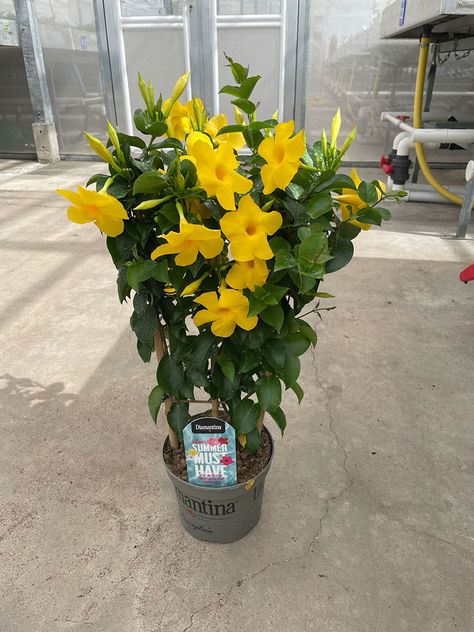 Mandevilla Planter Ideas, Mandeville Plant, Mandevilla Plant, Mandevilla Vine, Garden World, Florida Gardening, Plant Benefits, Thriving Garden, Trailing Plants