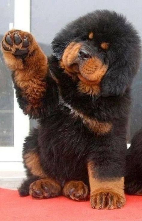 Tibetan Mastiff Puppy Tibetan Mastiff Puppy, Tibetan Mastiff Dog, Big Fluffy Dogs, Pet Anime, Giant Dog Breeds, Expensive Dogs, Big Dog Breeds, Dog Breeds List, Tibetan Mastiff