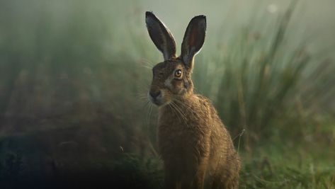 Misty morning Hare | Brown Hare in the Bowland mists -Forest… | Flickr Hare Aesthetic, Play Misty For Me, Hare Pictures, Fairytale Lover, Hare Illustration, Tattoo Nature, Alice Book, Call Of The Wild, Animal Sketches