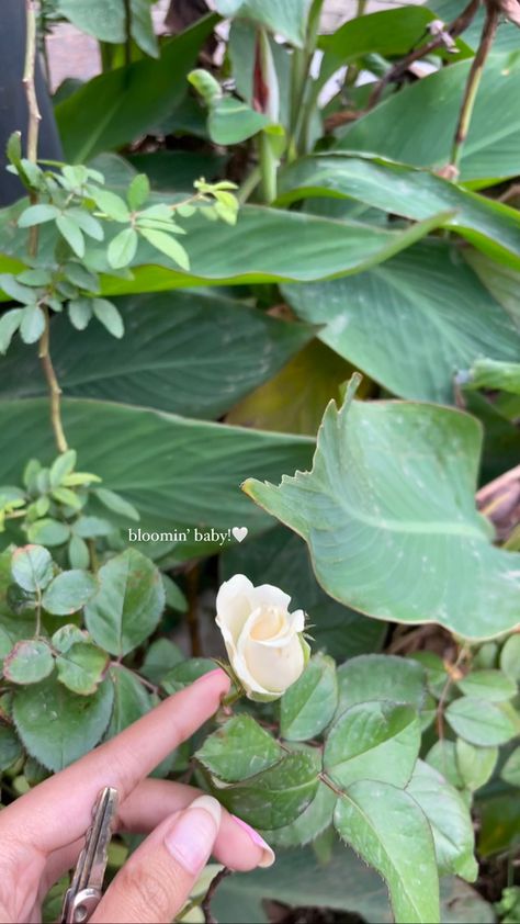 Flower Lover Aesthetic, Plant Snap, Flower Captions, Snap Captions, Flower Captions For Instagram, Tulsi Plant, Aesthetic Post, Waterfall Wallpaper, Easy Korean Words