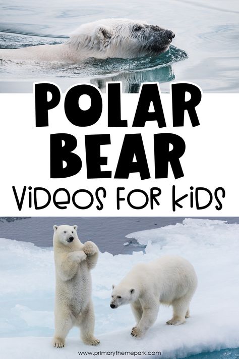 Polar Bear Adaptations, Polar Bears Preschool, Polar Bear Video, Polar Bear Unit, Bear Videos, Polar Animals Preschool, Polar Bears Activities, Arctic Animals Preschool, Polar Bear Theme