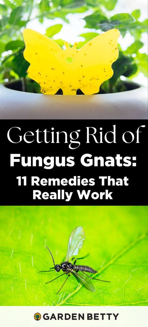 Got pesky little flies around your planters? Chances are, you have fungus gnats in the soil and if left unchecked, they'll continue to multiply and swarm all your other plants too. Here's what I did to get rid of fungus gnats in my houseplants—try one of my 11 tested-and-true remedies to eliminate them for good. Soil Gnats House Plants, Fungus Gnats Get Rid Of, Fungas Gnats, How To Get Rid Of Gnats In House Plants, Kill Gnats In House, Plant Gnats, Gnats In House Plants, How To Get Rid Of Gnats, Fungus Gnats