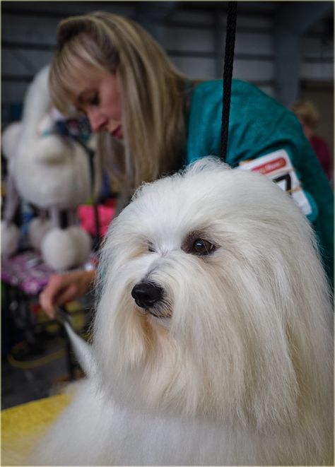 Cotton De Tulear, Coton De Tulear Puppy, Coton De Tulear Dogs, Dog Grooming Styles, Daisy Dog, Puppy Cut, Dog Haircuts, Dogs Grooming, Grooming Style