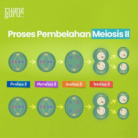 6. gambar tahapan pembelahan mitosis : ￼ 7. gambar tahapan pembelahan meiosis : ￼ • meiosis 1 : ￼ • meiosis 2 : ￼ KESIMPULAN : ￼ Meiosis 1 And 2, Biology Notes, Ipa, Biology, Quick Saves