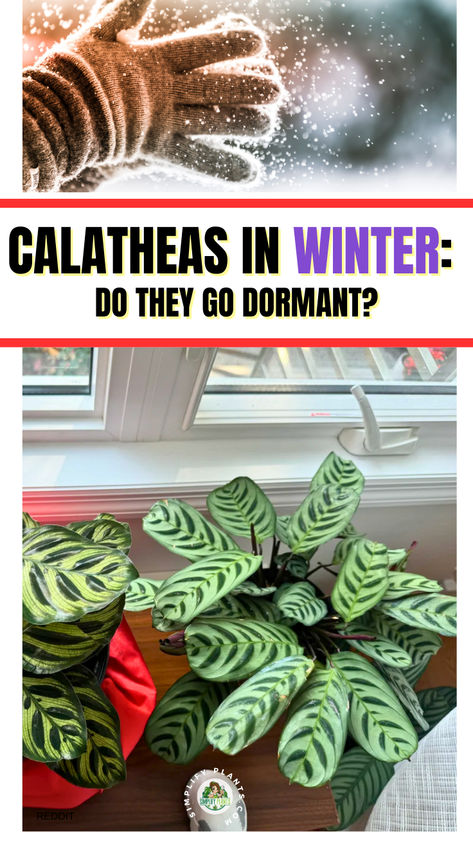 "Discover essential tips on Calathea Orbifolia care during winter in our  comprehensive Plant Care Guide! Learn if Calathea plants go dormant in  winter and how to prevent brown leaves with proper overwintering  techniques. This guide covers everything from when to bring plants indoors  to specific care for Calathea Orbifolia and other popular varieties like  Calathea Lancifolia. Keep your inside house plants thriving with expert  advice on winter care and maintenance. Calathea Rattlesnake Plant Care, Inside House Plants, Calathea Lancifolia, Calathea Orbifolia, Winter Care, Houseplant Care, Sensitive Plant, Plant Care Tips, Calathea Plant