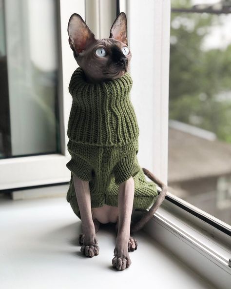 Cat Photography Aesthetic, Cat In Sweater, Hairless Kitten, Cute Hairless Cat, Chat Sphynx, Sphynx Cats, Sphinx Cat, Hairless Cat, Sphynx Cat