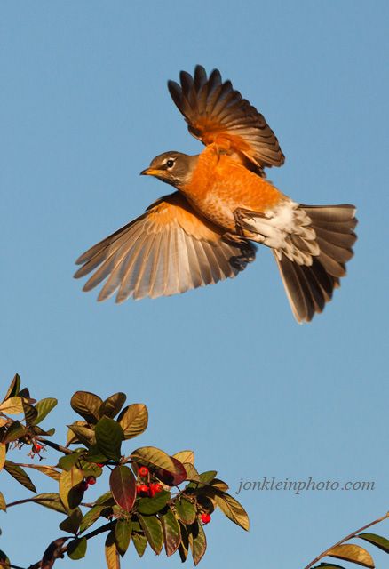 American Robin Flying, American Robin Drawing, Robin Flying, American Robin Bird, California Birds, Robin Painting, Robin Drawing, Robin Tattoo, Robin Pictures