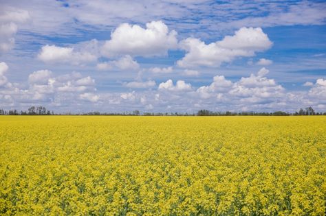 Canola fields and blue skies in Alberta Canola Field Painting, Canola Field, Farm Paintings, Field Painting, Field Flowers, Art Pics, Plaster Art, Open Spaces, Blue Skies