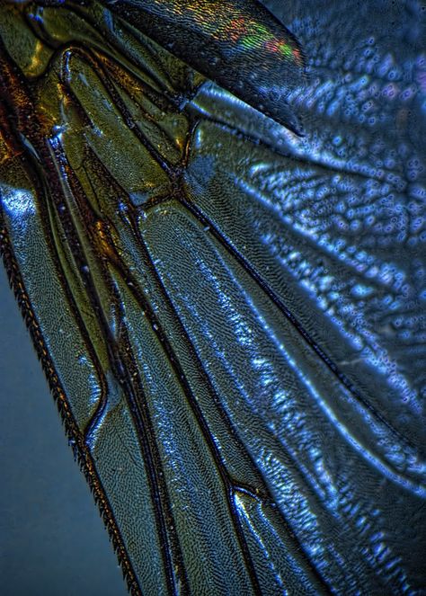 Dragonfly Tatoos, Insect Wings, Dragonfly Wings, Wow Art, The Wings, Patterns In Nature, Butterfly Wings, Blue Aesthetic, Macro Photography