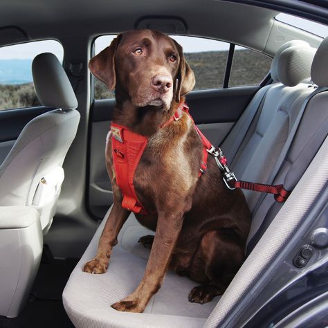 Kurgo Dog Products - Swivel Tether, $25.00 (http://www.kurgo.com/dog-travel/swivel-tether/) Dog Seatbelt, Dog Car Harness, Dog Car Seat Belt, Car Harness, Dog Seat Belt, Dog Seat, Dog Car Seats, Dog Safety, Dog Lead