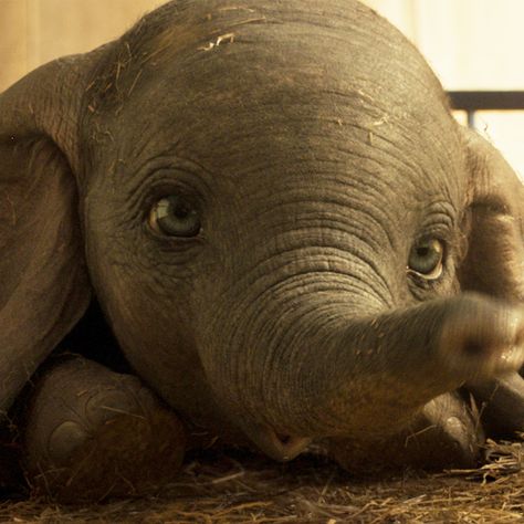 He's not just another set of ears. He can't speak like other Disney animals, but his ears and eyes speak loud and clear. Click http://bit.ly/2I4UXfB to read ''Dumbo' - High Flying Fun Hits the Theaters' by Greg Bentley. #Dumbo #Fly Dumbo Live Action, Dumbo 2019, Dumbo Movie, Newborn Elephant, Wolverine Logan, Disney Parque, Film Trailer, Flying Elephant, Baby Elefant