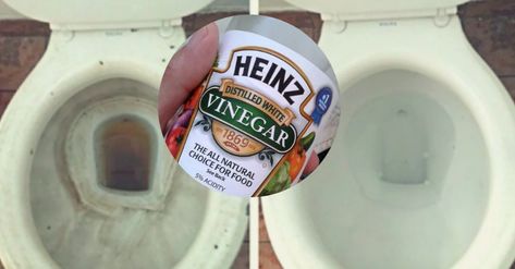 Do you have a ring around your toilet right now? Be honest. If you do, something in your home may get rid of that annoying and ugly ring very quickly! You don’t need expensive toilet cleaners. All you need is plain white vinegar that you probably already have in your pantry. It is non-toxic, natural, … More Vinegar In Toilet Tank, Cleaning Toilet Ring, Using Vinegar To Clean, White Vinegar Cleaning, Toilet Cleaning Hacks, Toilet Ring, Toilet Stains, Vinegar Cleaner, Homemade Cleaners Recipes