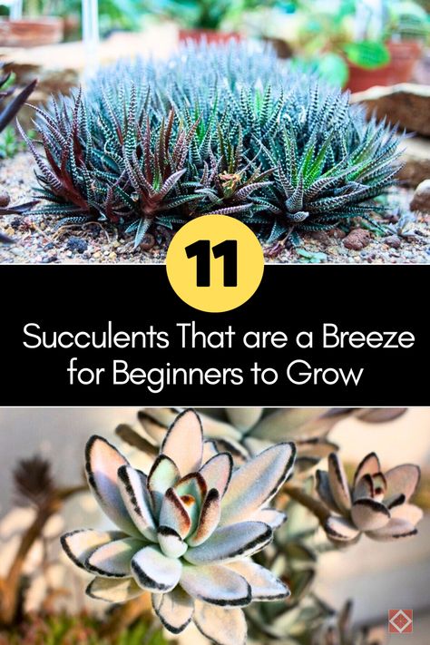 Explore 11 easy-to-grow succulent plants that are perfect for beginners. These hardy plants require minimal care and bring vibrant greenery to any space. Start your succulent garden effortlessly. Indoor Plants Pet Friendly, Succulent Varieties, Grow Succulents, Plants For Beginners, Succulent Display, Plants Pet Friendly, Zebra Plant, Plants Outdoor, Propagating Succulents