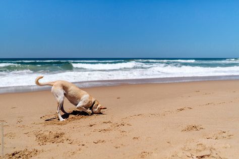 Dog Making A Hole At The Beach. por Luis Velasco - Beach, Dog - Stocksy United Dog Digging, Digging Dogs, Playing On The Beach, Animal Photography Wildlife, Beach Dog, Dog Playing, Photography Wildlife, Brain Training, Positive Reinforcement