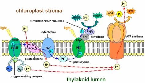 Light Dependent Reaction, Calvin Cycle, Citric Acid Cycle, Biology College, Photosynthesis And Cellular Respiration, Light Reaction, Electron Transport Chain, Chemical Energy, Cellular Respiration