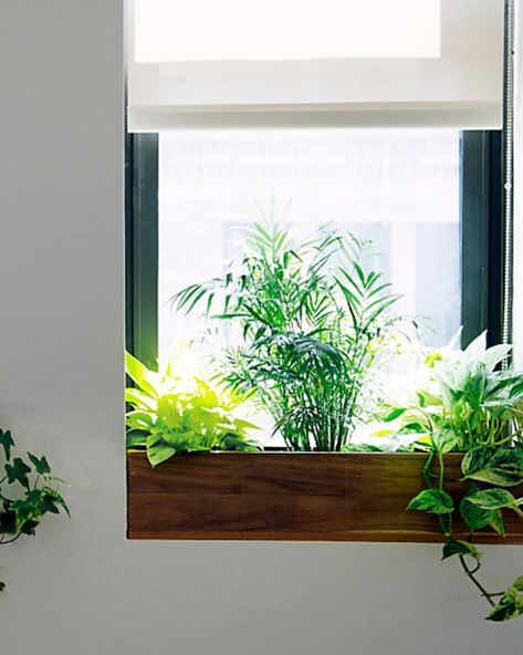 Window Sill Ideas | Apartment Therapy Windows Without Window Sills, Office Window Sill Decor, Window Sill Ideas Decoration Living Room, Painted Window Sills Interiors, Living Room Window Sill Decor, Window Planters Indoor, Painted Window Sill, Bay Window Sill Decor, Window Sill Aesthetic