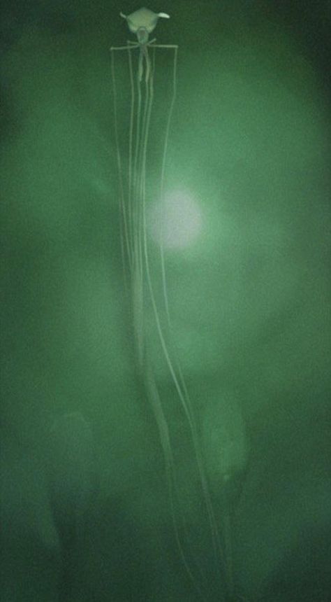 Green Jellyfish, Bigfin Squid, Green Jellyfish Aesthetic, Scary Sea Creatures, Dark Jellyfish Aesthetic, Deep Sea Squid, Big Squid, Scary Ocean, Bioluminescent Squid