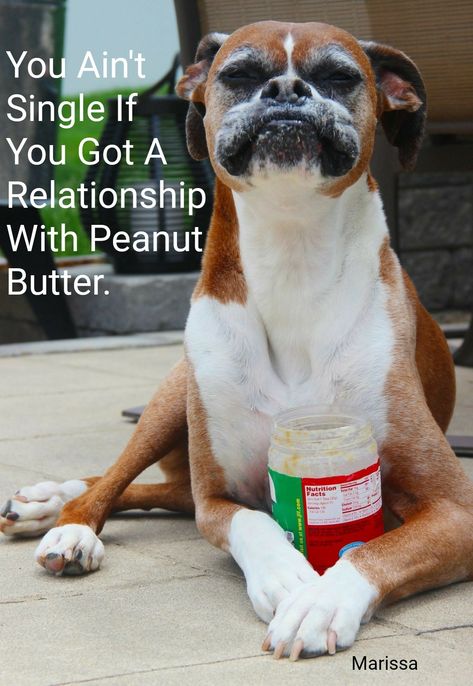 Peanut Butter By Marissa Boxer Dogs Funny, Boxer And Baby, Funny Boxer, Cute Boxers, Dog White, Cesar Millan, Boxer (dog), Puppy Kisses, Boxer Puppy