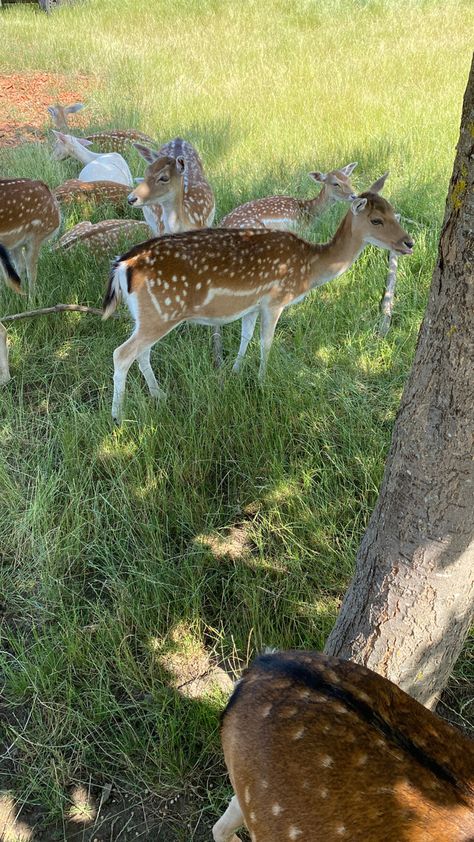 #naturephotography #wallpaper #aestheticwallpaperiphone #aestheticpics #estetica Deer Lockscreen, Doe Wallpaper, Deer Aesthetic, Deer Wallpaper, Fawns Deer, Animals Friends, Spirit Animal, Aesthetic Wallpapers, Deer