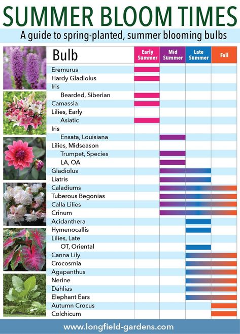 Urban Flower Garden, Longfield Gardens, Summer Bulbs, Yard And Garden, Flower Bulbs, Bee Garden, Garden Bulbs, Cut Flower Garden, Spring Plants