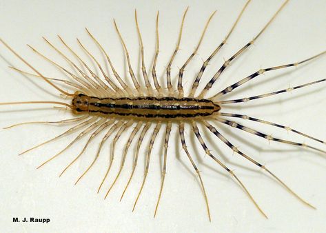 Bug in the bathtub? Nah, house centipede, Scutigera coleoptrata — Bug of the Week House Centipede, Centipedes, Wolf Spider, In The Bathtub, A Bug, Fast Moving, Botanical Drawings, Natural World, Bugs