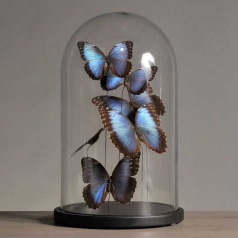 Blue Quinceanera Ideas, Ventura Design, Wardian Case, Insect Box, Entomology Art, Blue Morpho Butterfly, Morpho Butterfly, Blue Morpho, Butterfly Frame