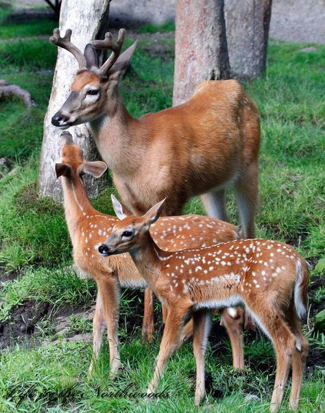 Buck and fawns Whitetail Deer Pictures, Deer Photos, Deer Pictures, Deer Family, Whitetail Deer, Cute Wild Animals, Baby Deer, Wildlife Animals, Sweet Animals