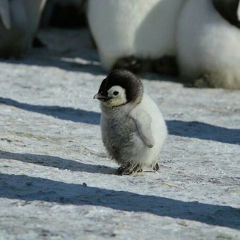 #pingüinos #pingüinosmonos #pingüinosbebes #animalitosmonos #pingüino Regnul Animal, Baby Koala, Baby Animals Pictures, Baby Penguins, Baby Animals Funny, Fluffy Animals, Cute Penguins, Cute Animal Photos