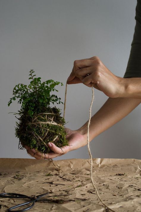 How to make a Kokedama hanging plant moss ball Gardening Business, Hanging Plants Diy, String Garden, Nordic Interiors, Diy Hanging Planter, Vertical Vegetable Garden, Hanging Gardens, Floating Plants, Hanging Plants Indoor