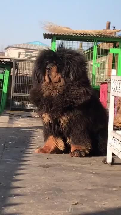 Tibetan Mastiff Dog, Tibetan Mastiff, Mastiff Dogs, Best Clips, Funny Vines, Dog Videos, Six Pack, Cute Animal Videos, Dog Gifs