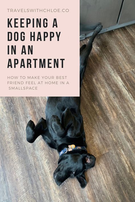 Dog Friendly Apartment Decor, Studio Apartment With Dog, First Apartment With Dog, Decor For Dog Area, Apartment Patio Dog Area, Big Dog Apartment Living, Dogs Apartment Living, Apartment Living With Dogs, Big Dog Small Apartment