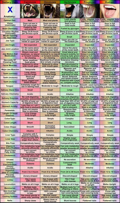 comparative anatomy of frugivore Fruitarian Diet, Tooth Chart, Fruit Diet, Brain Chemistry, Vegan Living, Circadian Rhythm, Vegan Life, Vegan Diet, Raw Vegan