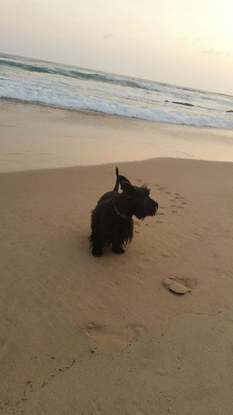 My Scottie girl Roxie loves the beach! Scottish Terrier Aesthetic, Scottie Puppies, Scottie Terrier, Welsh Terrier, Scottie Dogs, Scottish Terriers, Future Lifestyle, Scottish Terrier, Scottie Dog