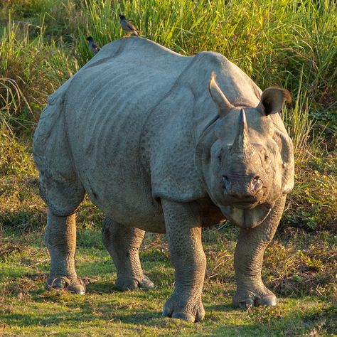 Indian Rhino, Kolkata Travel, Kaziranga National Park, Indian Rhinoceros, India Poster, Shillong, Kingdom Animalia, Seven Sisters, Animal Study