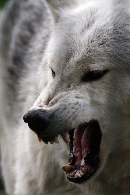 timber wolf tumblr - Google Search                                                                                                                                                      Mais Animal Representation, Angry Wolf, Angry Dog, Wolf Images, Agnus Dei, Psy I Szczenięta, Wolf Photos, Timber Wolf, Wolf Love