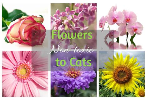 Cat Safe Flowers: Flowers Which Are Non-Toxic to Cats - Cat-World Flowers Toxic To Cats, Kangaroo Paw Plant, Toxic Flowers, Syringa Vulgaris, Peruvian Lilies, Kangaroo Paw, Outdoor Flowers, Hardy Perennials, Hardy Plants