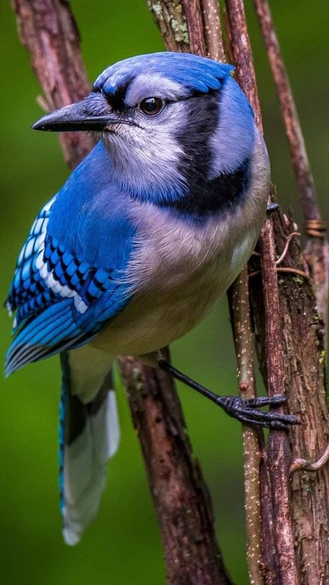 Bird Photos Photography, Wild Animals Videos, Birds Photography Nature, Blue Bird Art, Blue Jay Bird, Wild Animals Pictures, Wildlife Photos, Backyard Birds, Bird Pictures