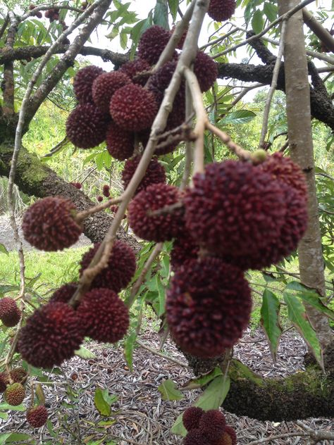 Pulasan Pulasan Fruit, Giant Vegetable, Modern Agriculture, Fruits And Flowers, Beautiful Fruits, Chat Board, Plant List, Urban Gardening, Fruit Plants