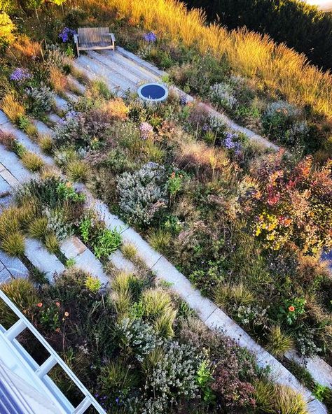 Adam Woodruff LLC on Instagram: "Since October, I’ve been sharing posts about how the matrix at Redstone Lane is organized based on the functional attributes of the plants, for instance: structural plants, seasonal theme plants, ground cover plants, filler plants and scatter plants. These concepts and variations of them are addressed several books by leading practitioners in the field of contemporary planting design. If you're interested in learning more about matrix planting, I recommend: 1. Matrix Planting, Contemporary Planting, Filler Plants, Adam Woodruff, Green Roof Garden, Gardening Magazine, New England Garden, Fine Gardening Magazine, Lawn Alternatives